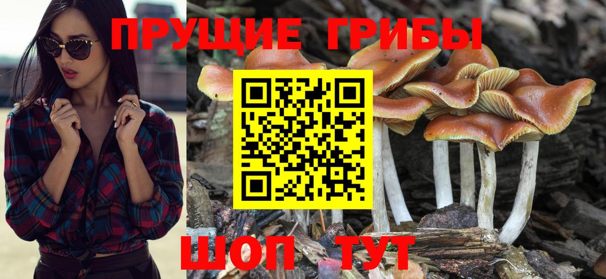 Галлюциногенные грибы MAGIC MUSHROOMS  Вход с VPN  Псилоцибиновые грибы Cubensis  Муравленко 