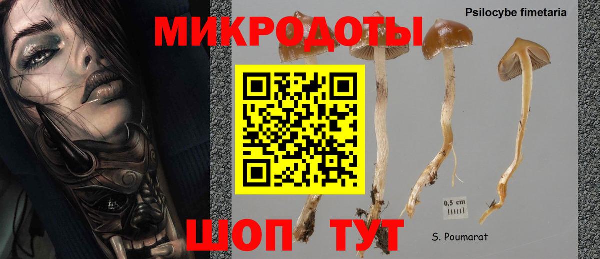Псилоцибиновые грибы Cubensis Муравленко